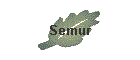 Semur